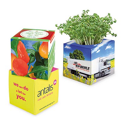 Pflanz-Würfel 2.0 mit Samen, Weihnachten, Gewürzpaprika, 1-seit. Druck