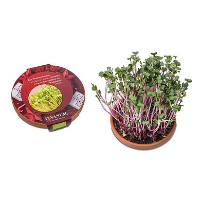 Vitamin-Schale, Weihnachten, Rettich China Rose, 1-seit. Druck