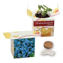Blumenampel, Vergissmeinnicht, 1-seit. Druck