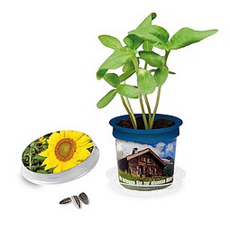 Florero-Töpfchen mit Samen, blau, Sonnenblume, 1-seit. Druck