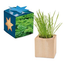 Pflanz-Holz Maxi Star-Box mit Samen, Petersilie, 1-seit. Druck