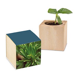 Pflanz-Holz mit Samen, Fichte, 1-seit. Druck