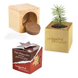 Pflanz-Holz Star-Box mit Samen, Fichte, 1-seit. Druck