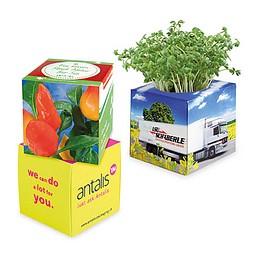 Pflanz-Würfel 2.0 mit Samen, Weihnachten, Gewürzpaprika, 1-seit. Druck