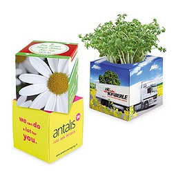 Pflanz-Würfel 2.0 mit Samen, Weihnachten, Margerite, 1-seit. Druck