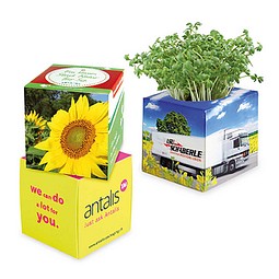 Pflanz-Würfel 2.0 mit Samen, Weihnachten, Sonnenblume, 1-seit. Druck