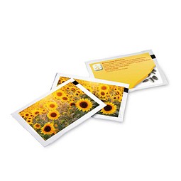 Samen-Briefchen, Standardmotiv, Sonnenblume