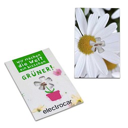 Samen-Karte-Mini Blume, Ostern, Margerite, 2-seit. Druck