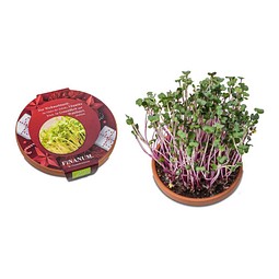 Vitamin-Schale, Weihnachten, Rettich China Rose, 1-seit. Druck