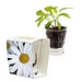 Caffeino-Glas mit Samen, Margerite, 1-seit. Druck