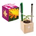 Pflanz-Holz Büro Star-Box mit Samen, Ringelblume, 1-seit. Druck