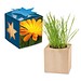 Pflanz-Holz Maxi Star-Box mit Samen, Ringelblume, 1-seit. Druck