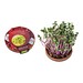Vitamin-Schale, Weihnachten, Rettich China Rose, 1-seit. Druck
