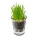 Caffeino-Glas mit Samen, Margerite, 1-seit. Druck
