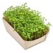 Microgreens-Gärtchen, Kresse, 1-seit. Druck