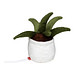 MiniFeet® Displayreiniger Schmoozies® Evergreenies® Aloe Vera