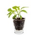 Caffeino-Glas mit Samen, Margerite, 1-seit. Druck