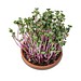 Vitamin-Schale, Weihnachten, Rettich China Rose, 1-seit. Druck