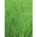 Samentütchen Mini - Recyclingpapier - Gras, braun