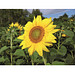 Samentütchen Mini - Standardpapier - Sonnenblumen, weiß