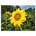 Pflanz-Cup inkl. Samen - Ostern - Sonnenblume, inkl. Druck, individuell