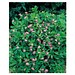 Flower-Card mit Samen, Persischer Klee, 1-seit. Druck